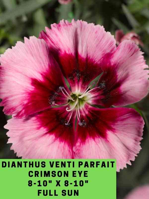 Dianthus Parfait Venti Crimson Eye Labeled