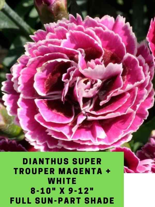 Dianthus Super trouper Magenta + White Labled (1)