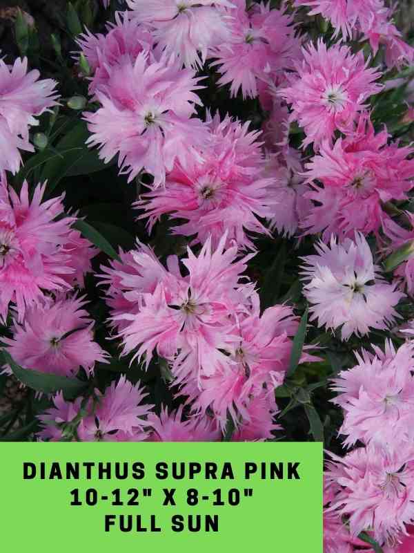 Dianthus Supra Pink Labeled