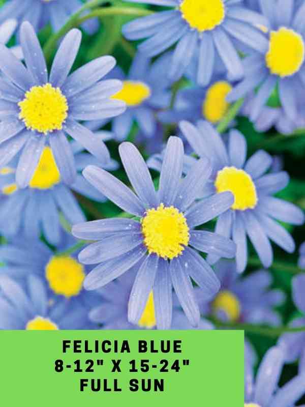 Felicia Blue Labeled