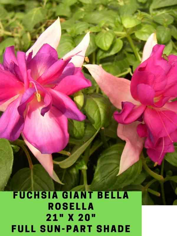 Fuchsia Giant Bella Rosella Labeled