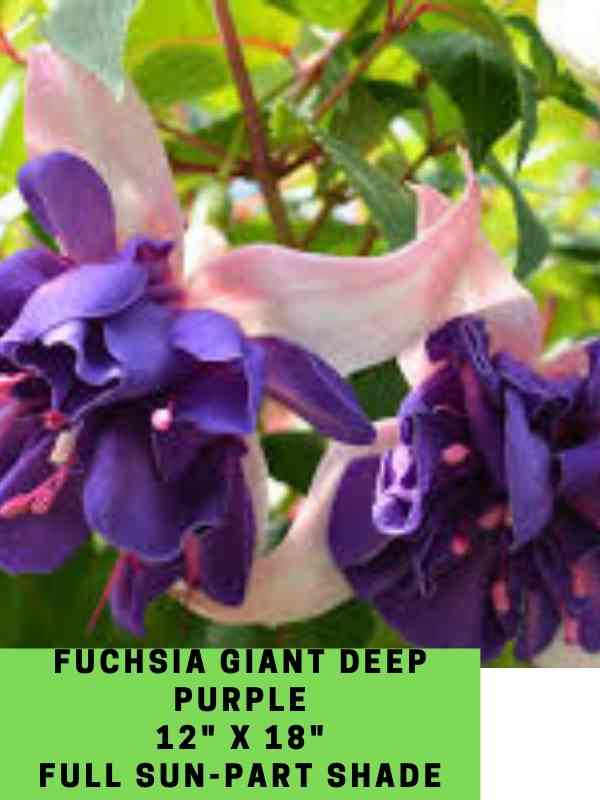 Fuchsia Giant Deep Purple Labeled