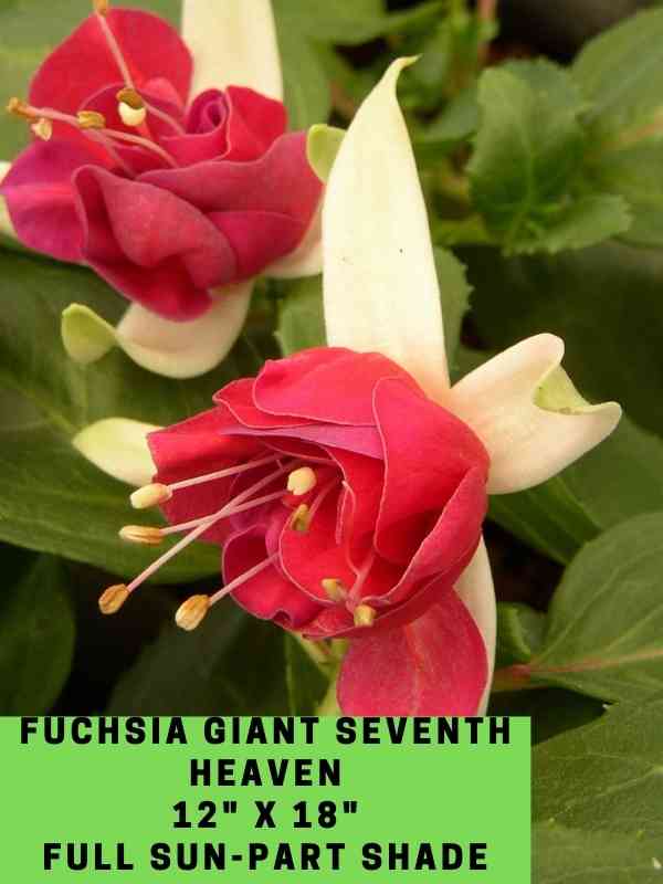 Fuchsia Giant Seventh Heaven Labeled