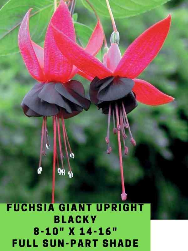 Fuchsia Giant Upright Blacky Labeled