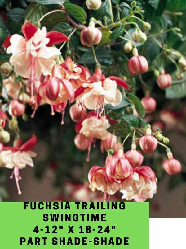 Fuchsia Trailing Swingtime Labeled