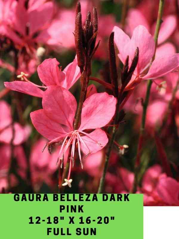 Gaura Belleza Dark PinkLabeled