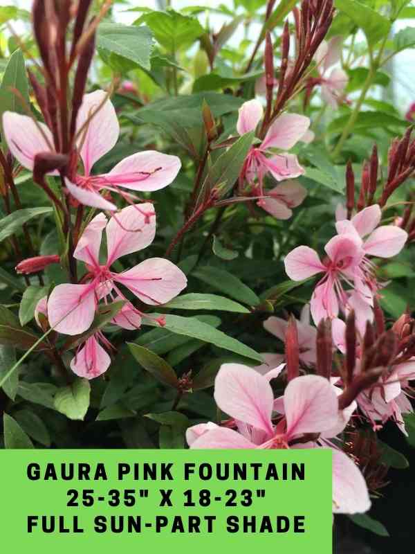 Gaura Pink Fountain Labeled