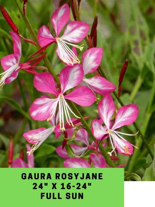 Gaura RosyJane Labeled