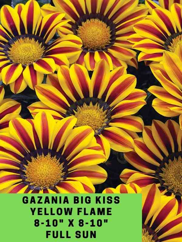 Gazania Big Kiss Yellow Flame Labeled