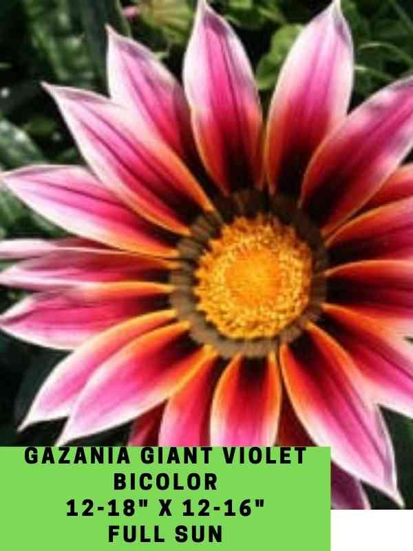 Gazania Giant Violet Bicolor Labeled