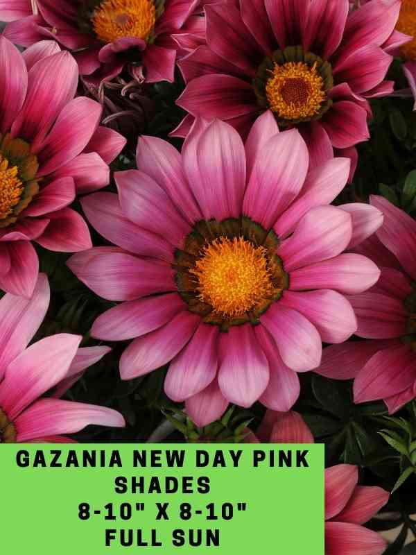 Gazania New Day Pink Labeled
