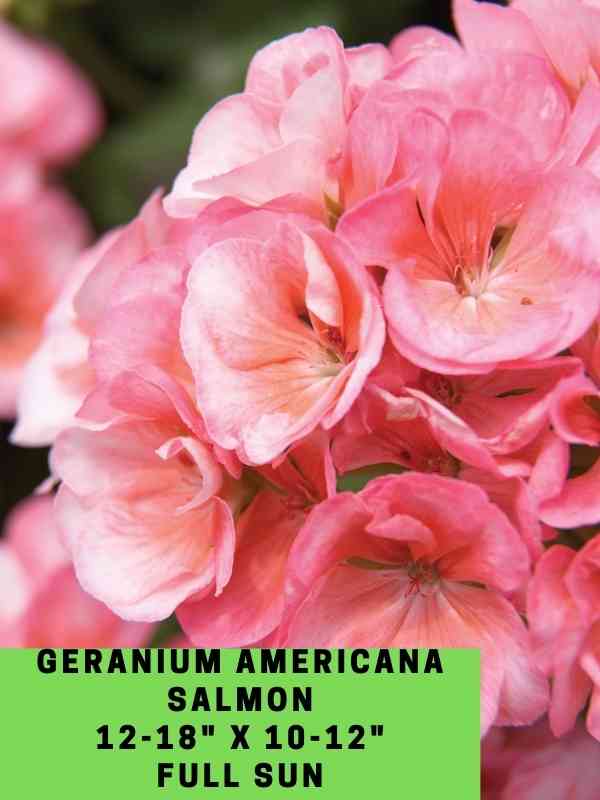 Geranium Americana Salmon Labeled