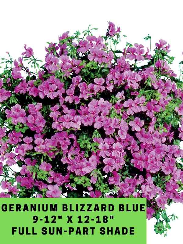 Geranium Blizzard Blue Labeled