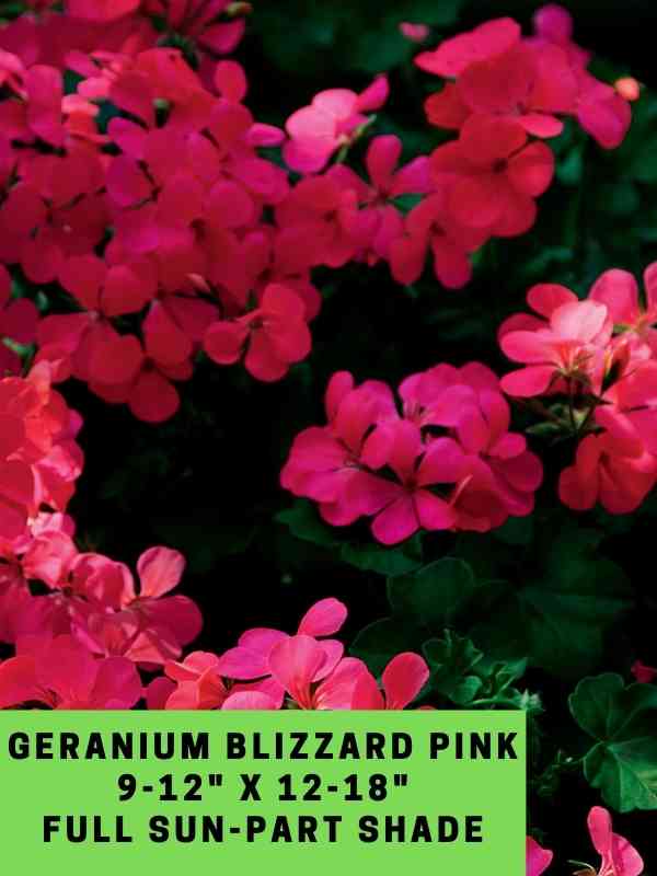 Geranium Blizzard Pink Labeled