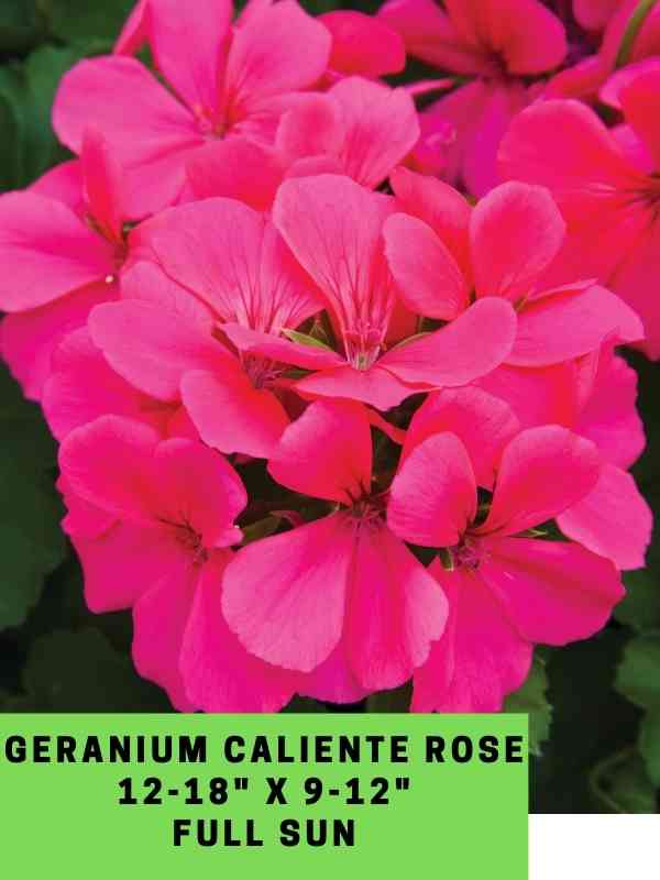 Geranium Caliente Rose Labeled