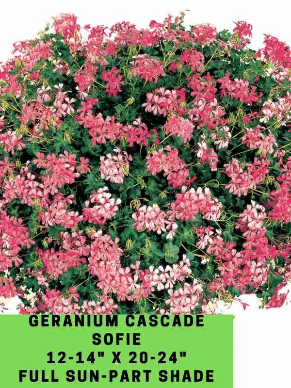 Geranium Cascade Sofie Labeled