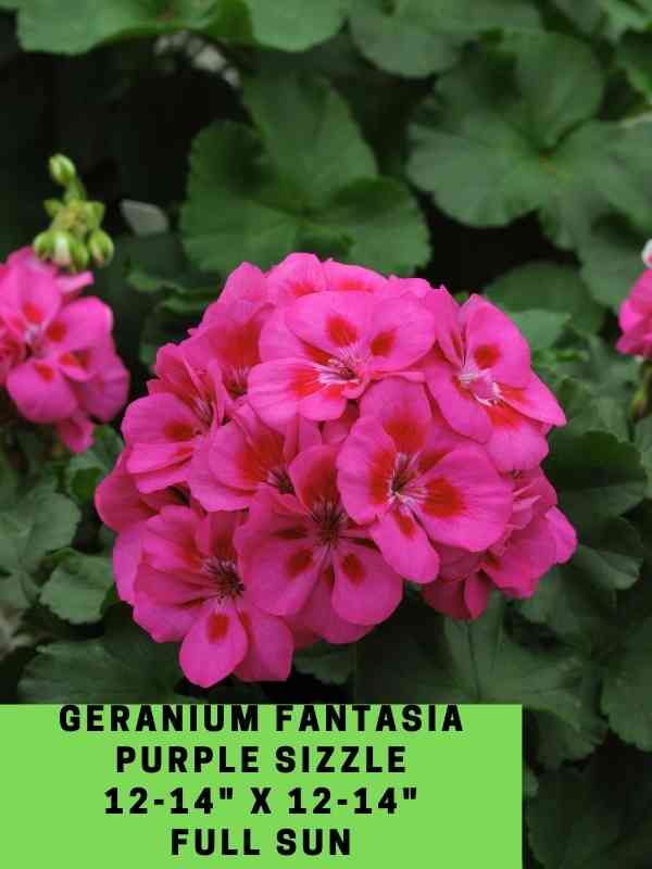 Geranium Fantasia Purple Sizzle Labeled
