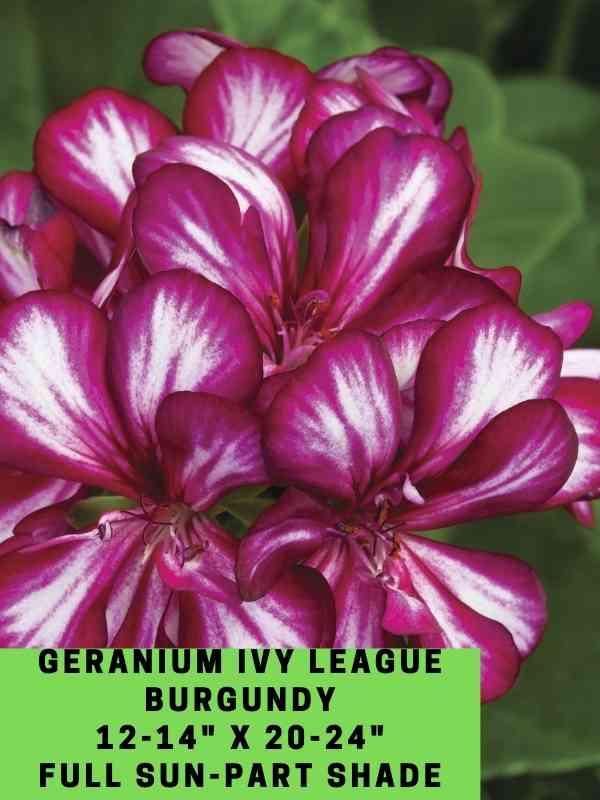 Geranium Ivy League Burgundy Bicolor