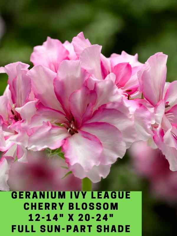 Geranium Ivy League Cherry Blossom Labeled