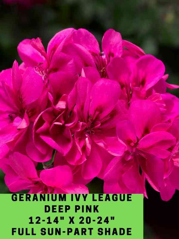 Geranium Ivy League Deep Pink Labeled