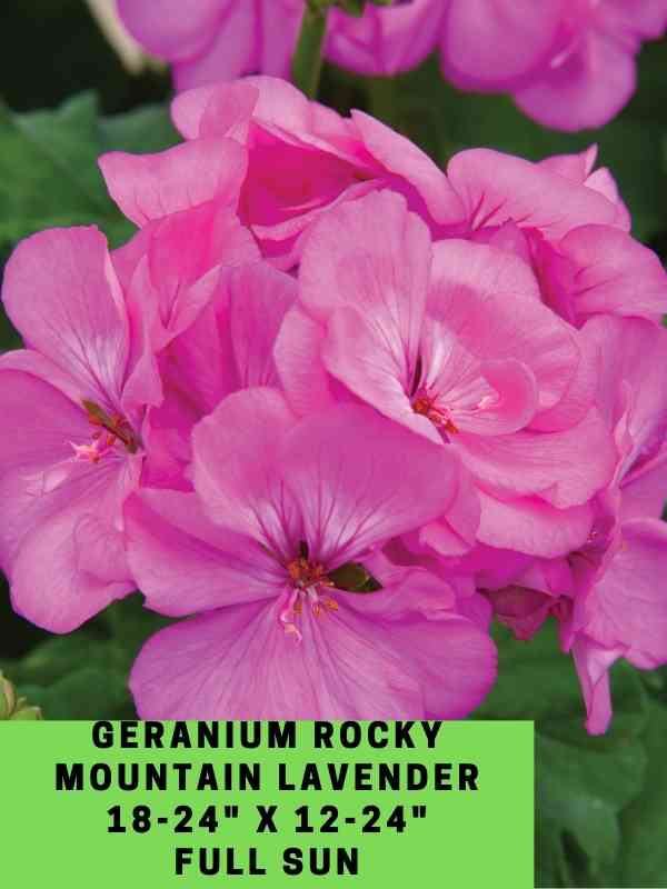 Geranium Rocky Mountain Lavender Labeled