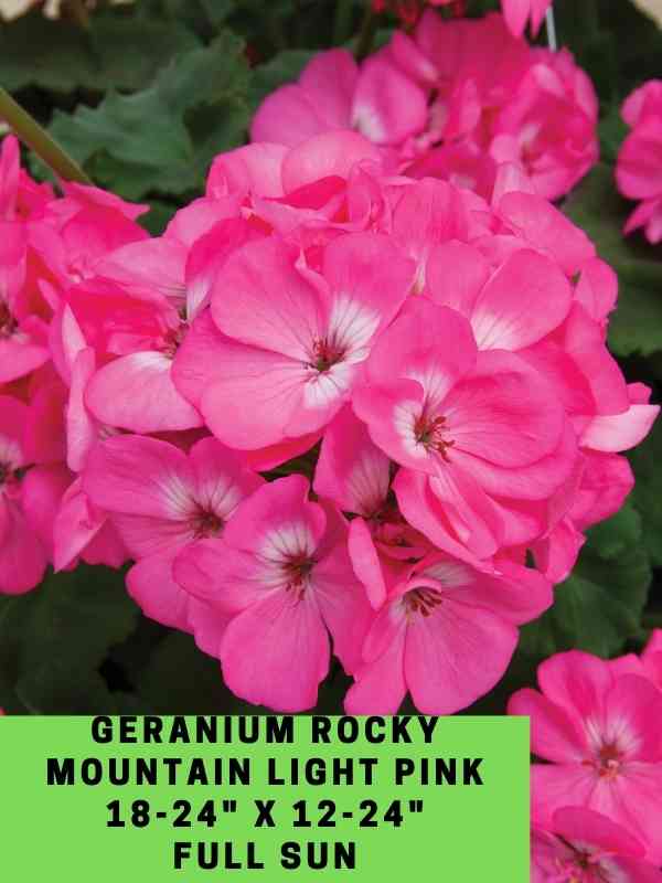 Geranium Rocky Mountain Light Pink Labeled