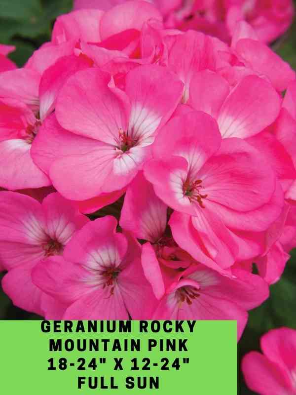 Geranium Rocky Mountain Pink Labeled