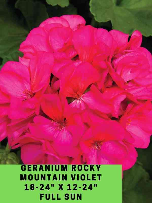 Geranium Rocky Mountain Violet Labeled