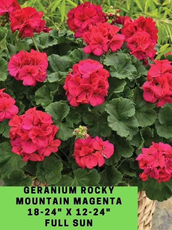 Geranium Rocky Mountain magenta Labeled