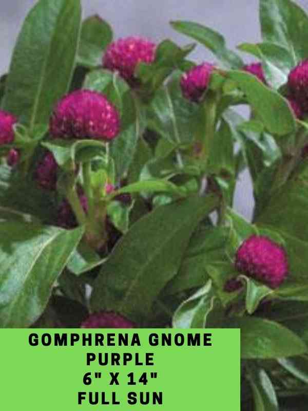 Gomphrena Gnome Purple Labeled
