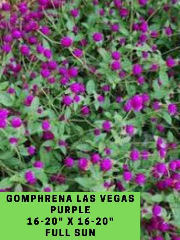 Gomphrena Las Vegas Purple