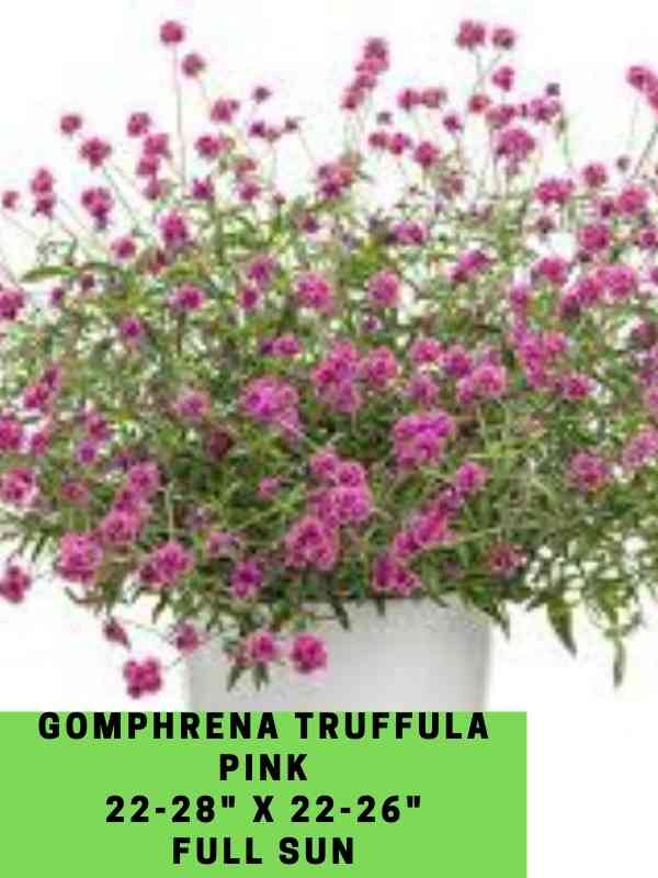 Gomphrena Truffula Pink Labeled