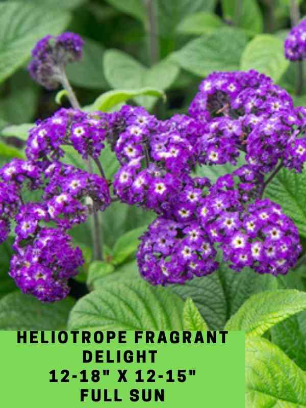 Heliotrope fragrant delight Labeled