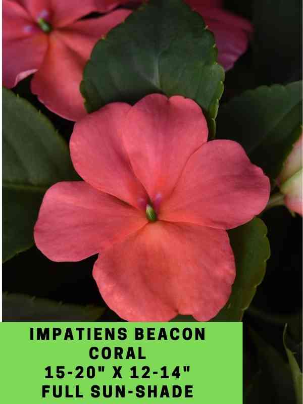 Impatiens Beacon Coral Labeled