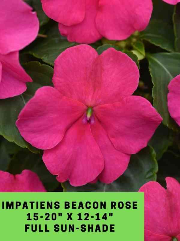 Impatiens Beacon Rose Labeled