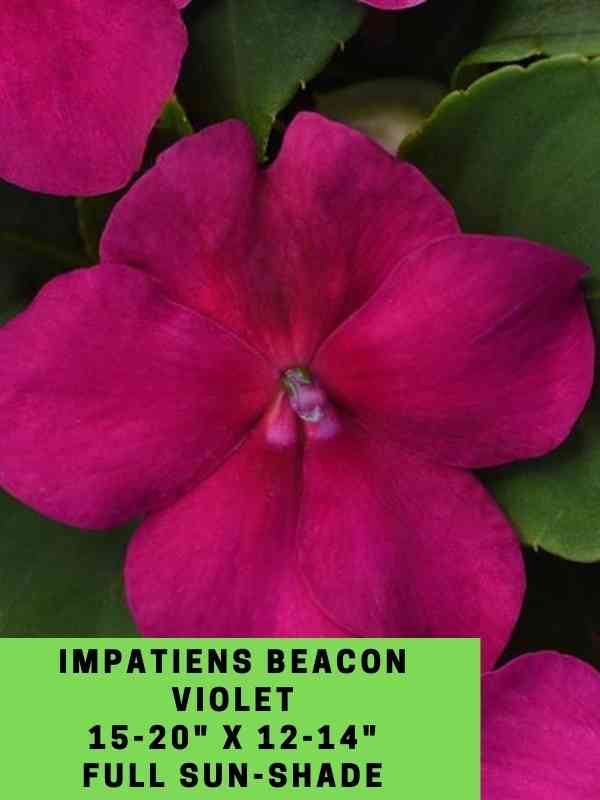 Impatiens Beacon Violet Labeled