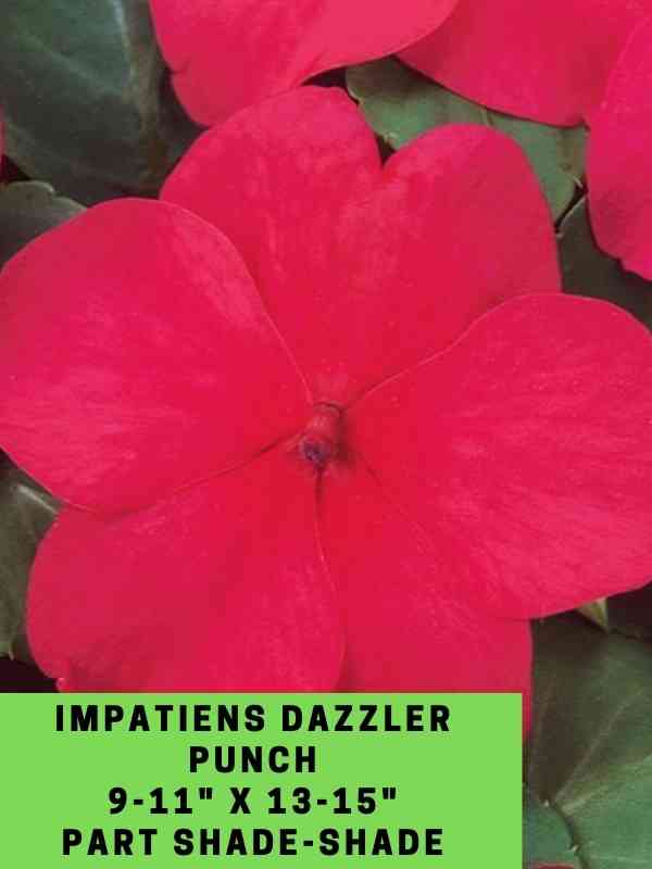 Impatiens Dazzler Punch Labeled