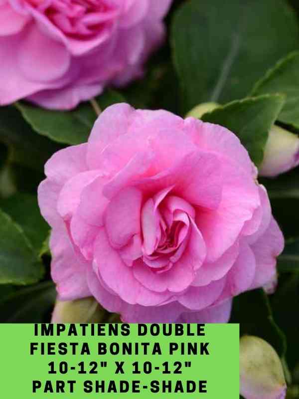 Impatiens Double Fiesta Pink Labeled