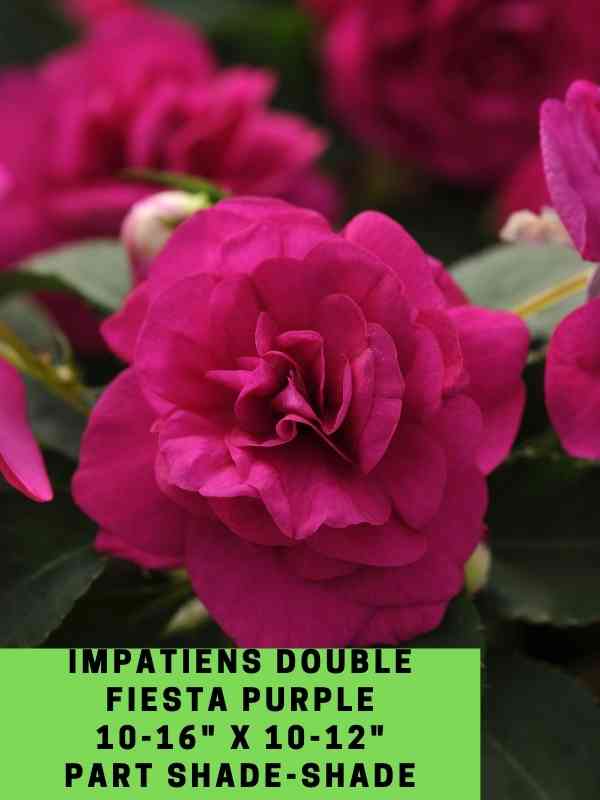 Impatiens Double Fiesta Purple Labeled