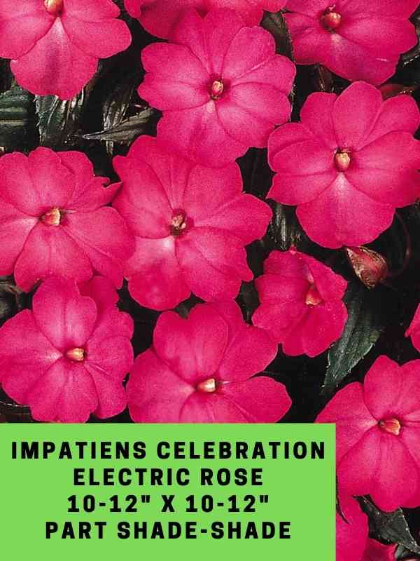 Impatiens NG Celebration Electric Rose Labeled