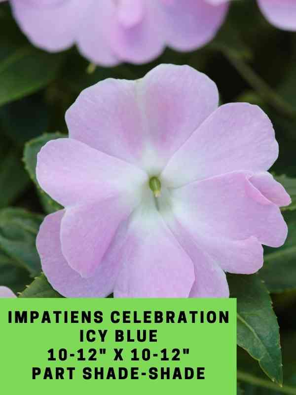 Impatiens NG Celebration Icy Blue Labeled