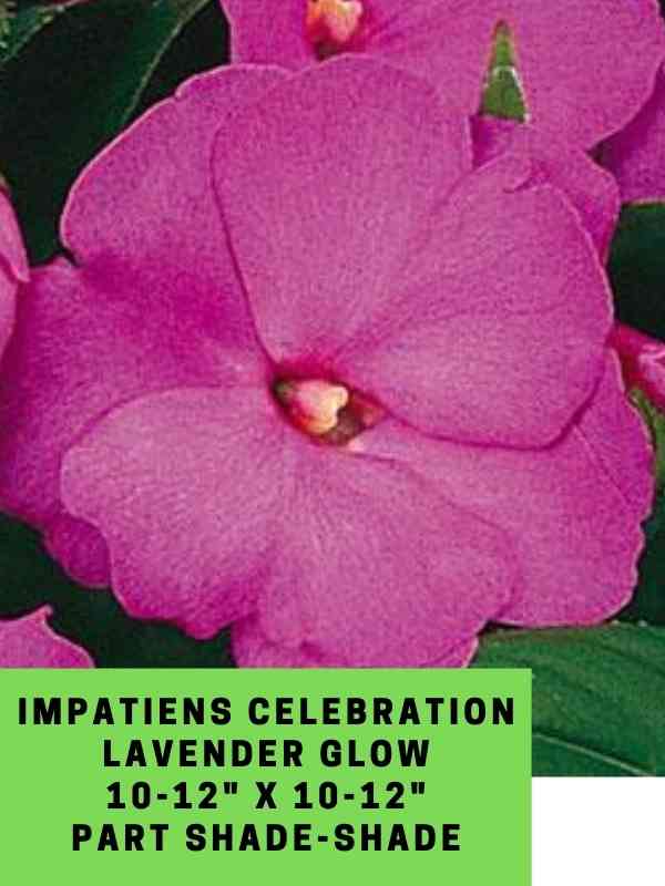 Impatiens NG Celebration Lavender Glow Labeled