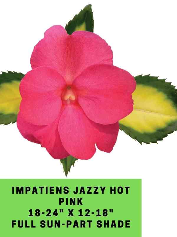 Impatiens NG Jazzy Hot Pink Labeled