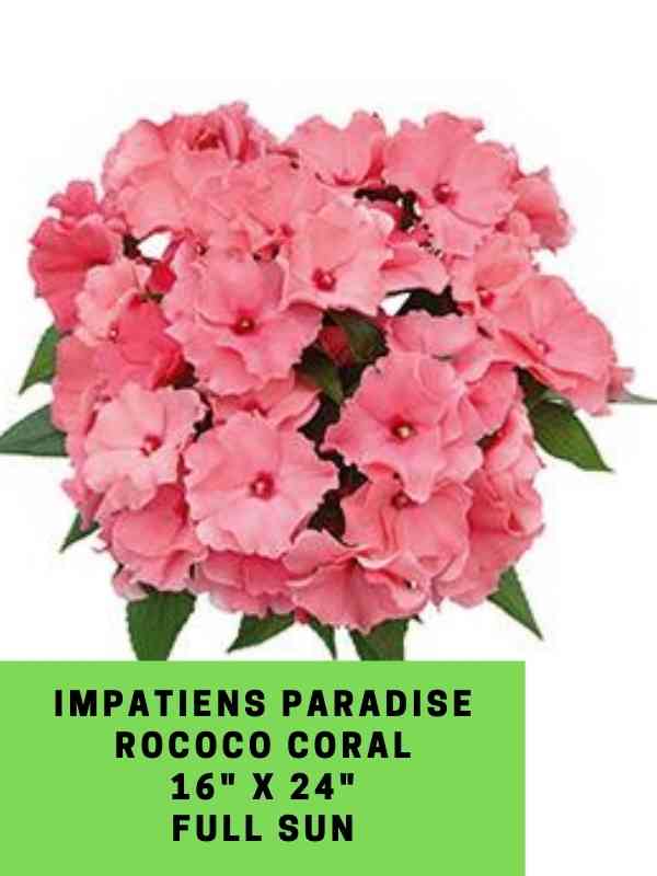 Impatiens Paradise Rococo Coral Labeled