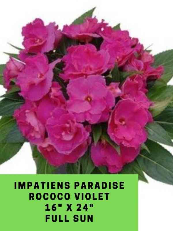 Impatiens Paradise Rococo Violet Labeled