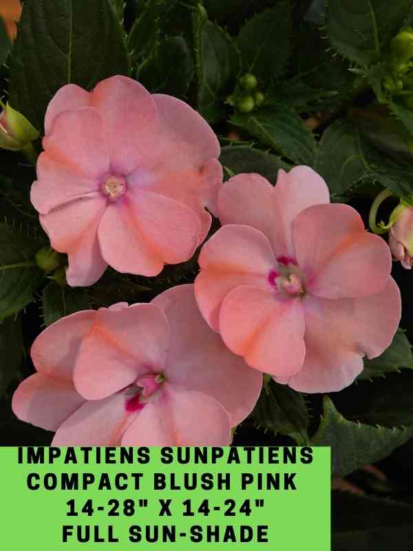 Impatiens Sunpatiens Compact Blush Pink Labeled