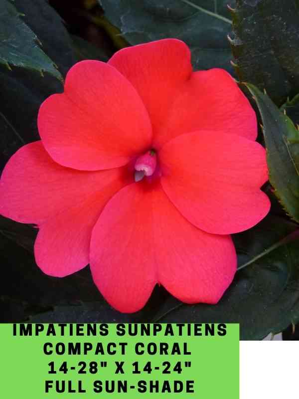 Impatiens Sunpatiens Compact Coral Labeled