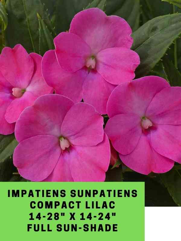 Impatiens Sunpatiens Compact Lilac Labeled