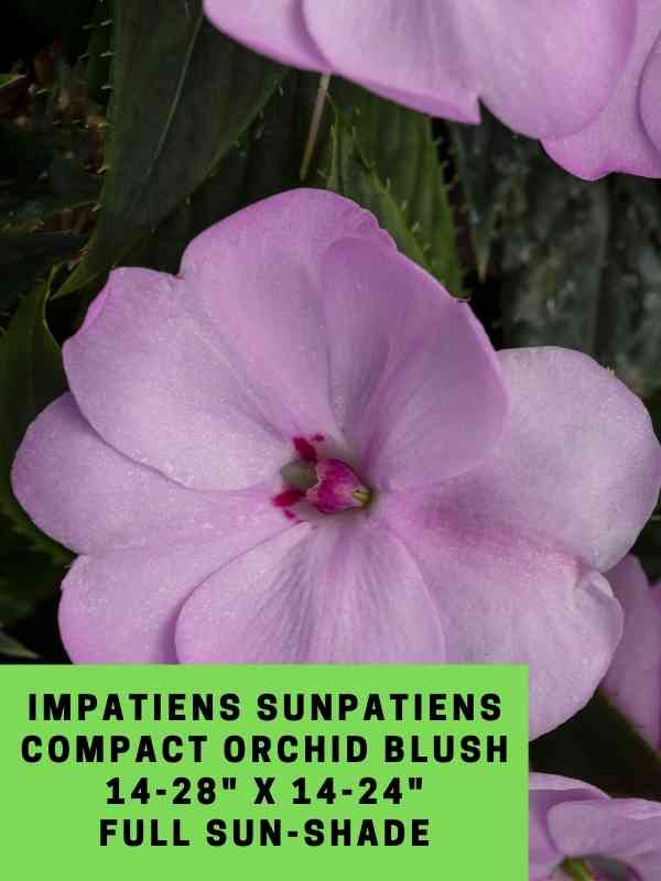 Impatiens Sunpatiens Compact Orchid Blush Labeled