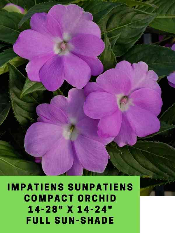 Impatiens Sunpatiens Compact Orchid Labeled
